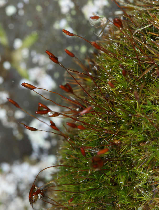 Distichium capillaceum
